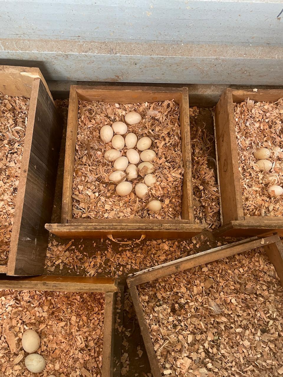 Egg collection